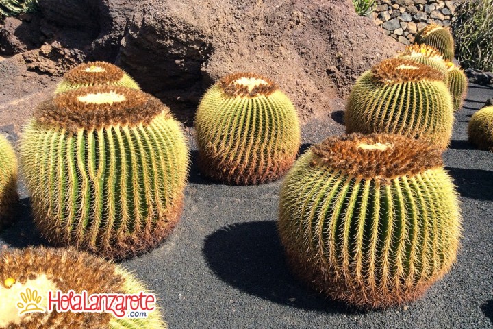 Giardino dei Cactus di César Manrique