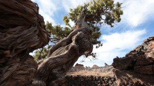 cedro canario del Parque Nacional del Teide