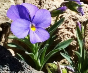 violetta-teide-tenerife-1-300x252